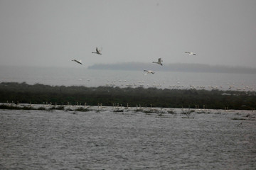 Fototapeta na wymiar Migratory bird swans wintering in this inner lake, dongting lake