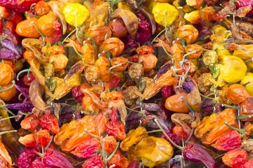 Healthy vegetables tomatoes and hot pepper on many shrubs. Delicious tomato and hot peppers for e.g. vegetarian food cuisine or a spicy bio diet. Perfect nutrition