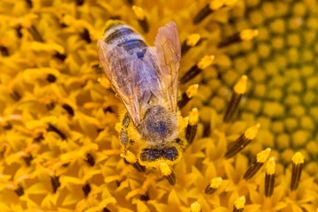 Honey bee covered with yellow pollen collecting sunflower nectar. Animal sitting at sunny summer sun flower. Important collect environment ecology sustainability. Awareness of nature climate change