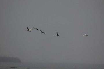  Migratory bird swans wintering in this inner lake, dongting lake