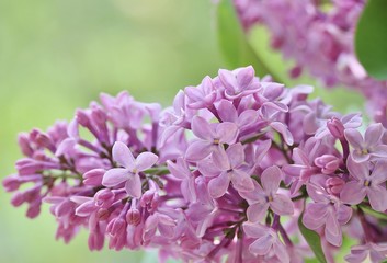Tender lilac. A bouquet of lilacs on a nature background. Lilac and light green. Place for text. Soft focus.