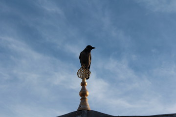 bird perched on lightning rod, Camlica, İstanbul