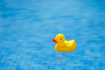 yellow rubber duck in blue swimming pool
