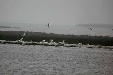  Migratory bird swans wintering in this inner lake, dongting lake