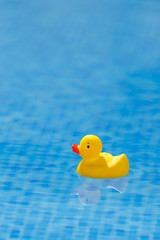 yellow rubber duck in blue swimming pool
