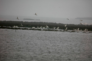  Migratory bird swans wintering in this inner lake, dongting lake