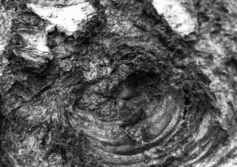 Texture of tree bark (rocks, mountains)