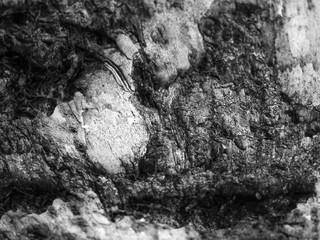 Texture of tree bark (rocks, mountains)