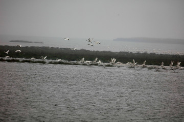  Migratory bird swans wintering in this inner lake, dongting lake