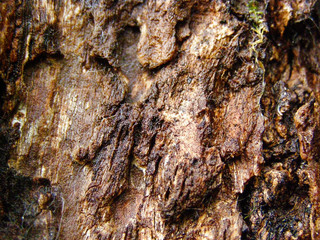 Texture of tree bark (rocks, mountains)