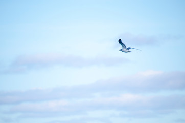 Ring Billed Gull Flying