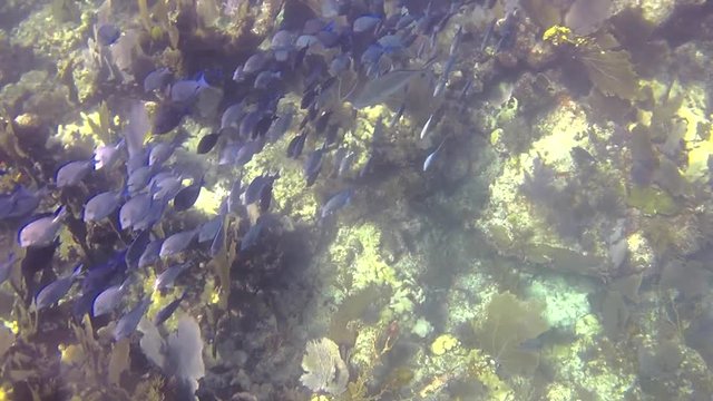 School of fish on the reef