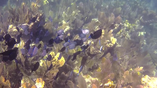 School of fish on the reef