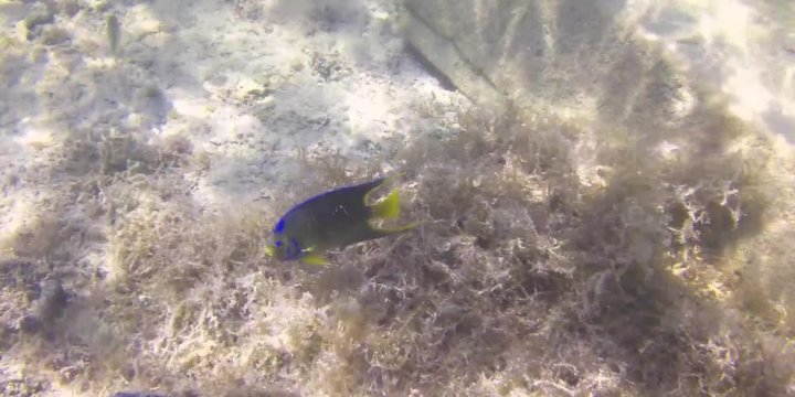 School of fish on the reef