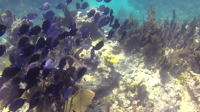 School of fish on the reef