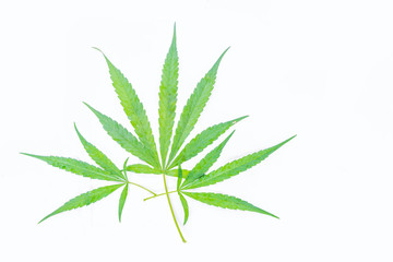 The marijuana, marihuana, Indian hemp, leave the plant on the white background.