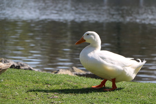 White Duck