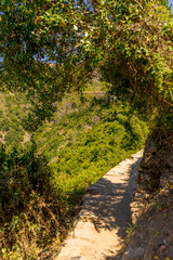 Italy, Cinque Terre, Corniglia, a path with trees on the side of a tree