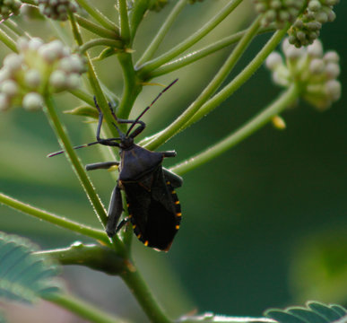 vinchuca bug on leaf 