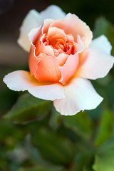 Apricot Rose