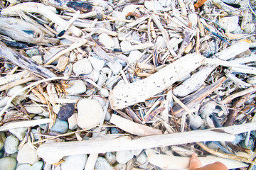 driftwood New Zealand texture