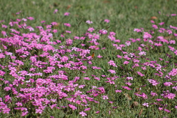 field of pink flowers