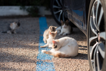 gruppo gatti giocano in strada in un parcheggio