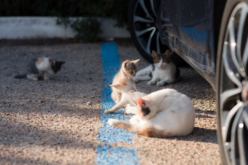 Naklejka na ściany i meble gruppo gatti giocano in strada in un parcheggio