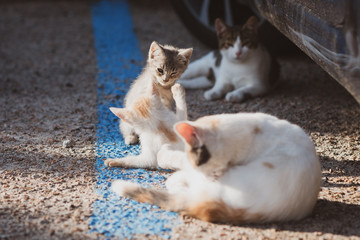 gruppo gatti giocano in strada in un parcheggio