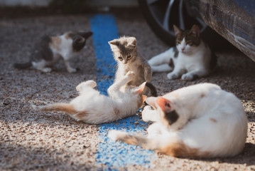 Naklejka na ściany i meble gruppo gatti giocano in strada in un parcheggio