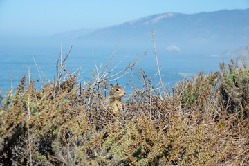 Chipmunk in his nest at Big Sur, California