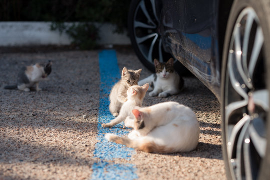 gruppo gatti giocano in strada in un parcheggio