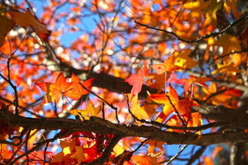 Colorful and high contrast seasonal background with autumn leaves