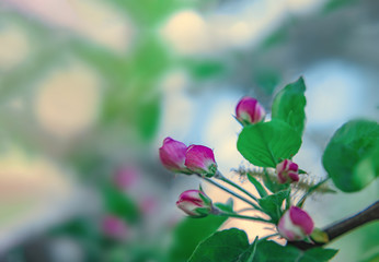 Apple flowers macro with soft selective focus. Photo of blossoming tree brunch with white flowers on bokeh green background. Beautiful blooming trees in spring park close up. Wallpaper With Copy Space
