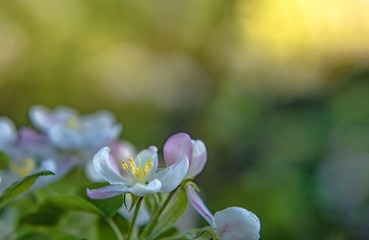 Apple flowers macro with soft selective focus. Photo of blossoming tree brunch with white flowers on bokeh green background. Beautiful blooming trees in spring park close up. Wallpaper With Copy Space