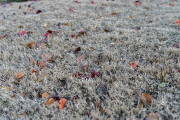 Leaves covering a dormant lawn