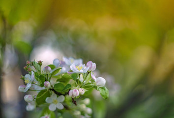 Apple flowers macro with soft selective focus. Photo of blossoming tree brunch with white flowers on bokeh green background. Blooming branch in garden closeup. Close up with Copy Space