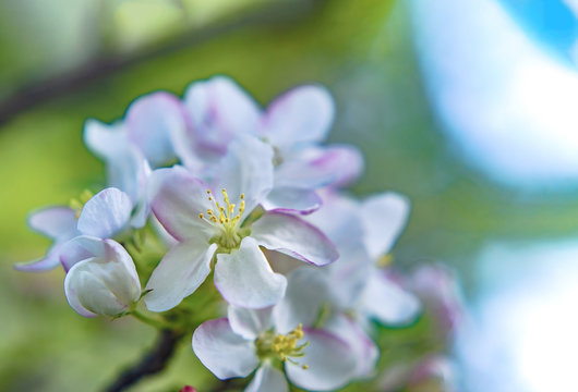 Apple flowers macro with soft selective focus. Photo of blossoming tree brunch with white flowers on bokeh green background. Beautiful blooming trees in spring park close up. Wallpaper With Copy Space