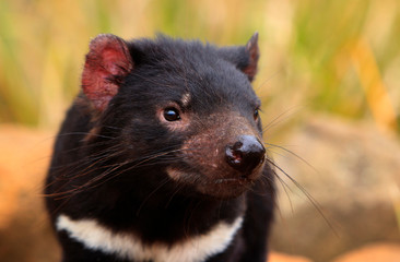 Tasmanian Devil portrait