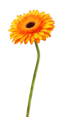 Gerbera flower orange and yellow isolated on white background