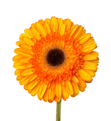 Gerbera flower orange and yellow isolated on white background