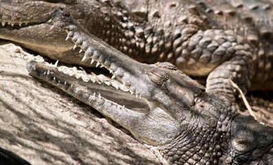 Fototapeta premium Fresh water crocodile with mouth open