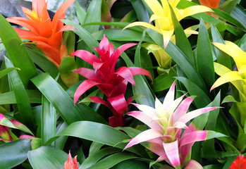 Multicolored bromelias in a greenhouse or flowerbed, floral, natural background.