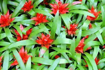 Red bromeliads in the greenhouse or on a flower bed.