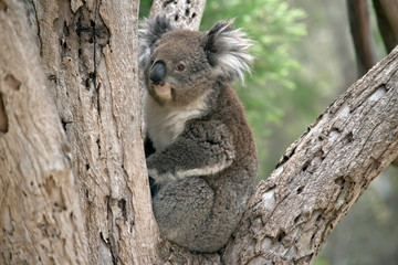 an Australian koala in a tree