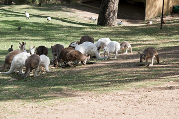 a mob of kangaroos eating