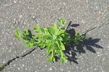 アスファルト　草　素材