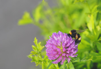 蜂　草花　素材
