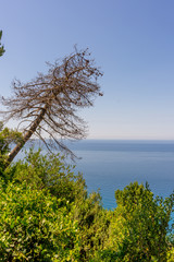 Italy, Cinque Terre, Corniglia, a close up of a tree