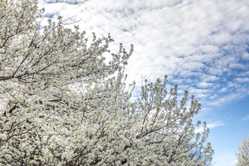 Blooming Bradford pear trees in Texas